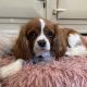 Tansy Blenheim Cavalier King Charles Spaniel