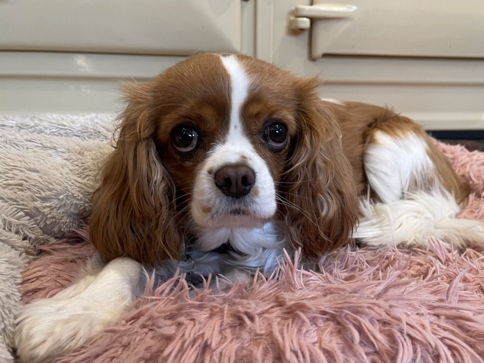 Tansy Blenheim Cavalier King Charles Spaniel