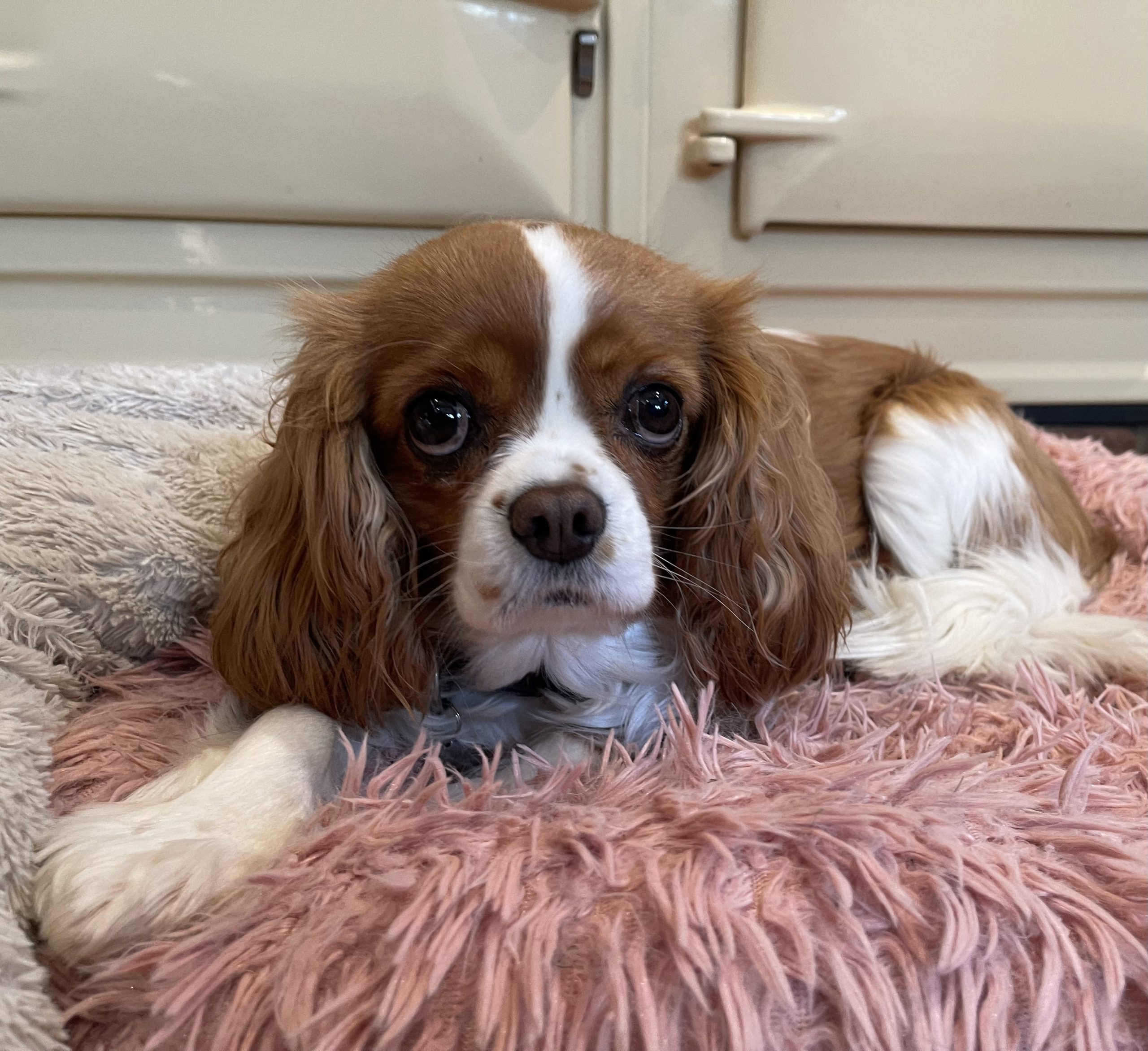 Tansy Blenheim Cavalier King Charles Spaniel