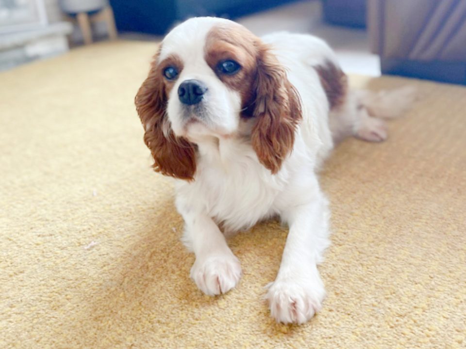 Connie Blenheim Cavalier King Charles