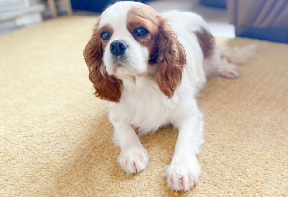 Connie Blenheim Cavalier King Charles