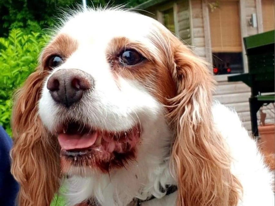 Rescue Cavalier King Charles Charlie