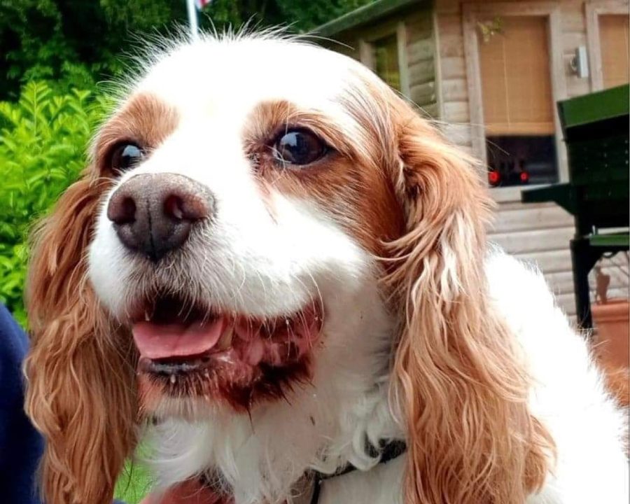 Rescue Cavalier King Charles Charlie