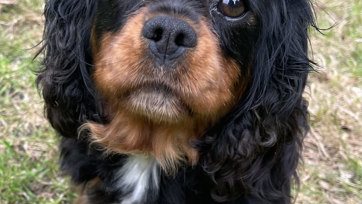 Winnie Cavalier King Charles Spaniel black and tan