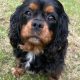 Winnie Cavalier King Charles Spaniel black and tan