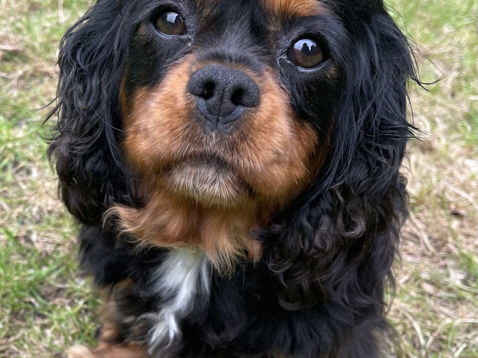 Winnie Cavalier King Charles Spaniel black and tan