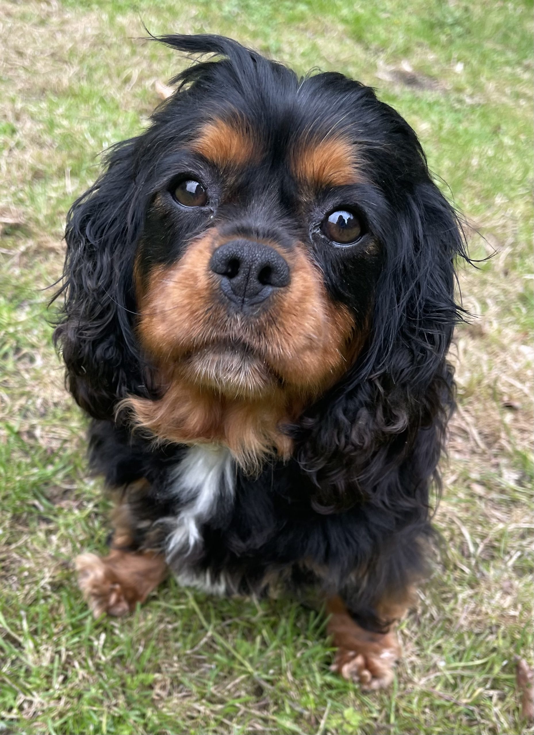 Winnie Cavalier King Charles Spaniel black and tan
