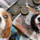 Blenheim and Tricolour Cavalier King Charles Spaniel money