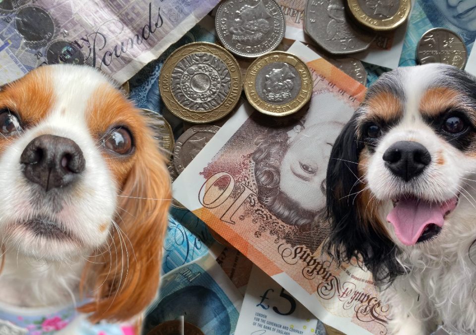 Blenheim and Tricolour Cavalier King Charles Spaniel money