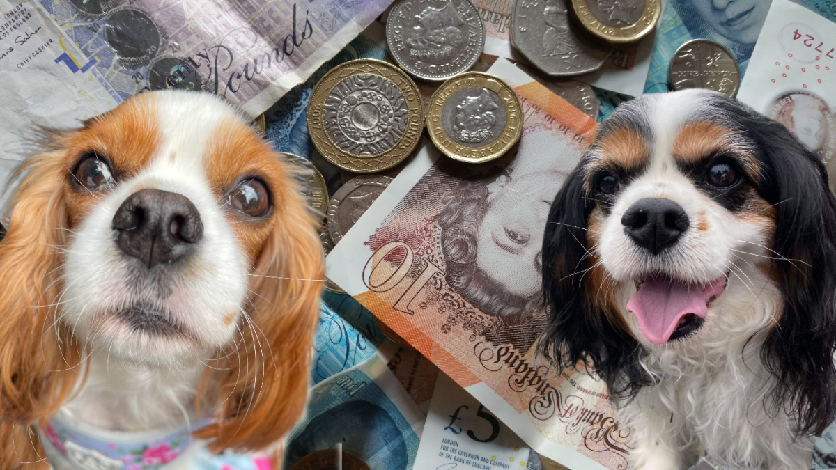 Blenheim and Tricolour Cavalier King Charles Spaniel money