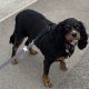 Henry Black and Tan Cavalier King Charles Spaniel