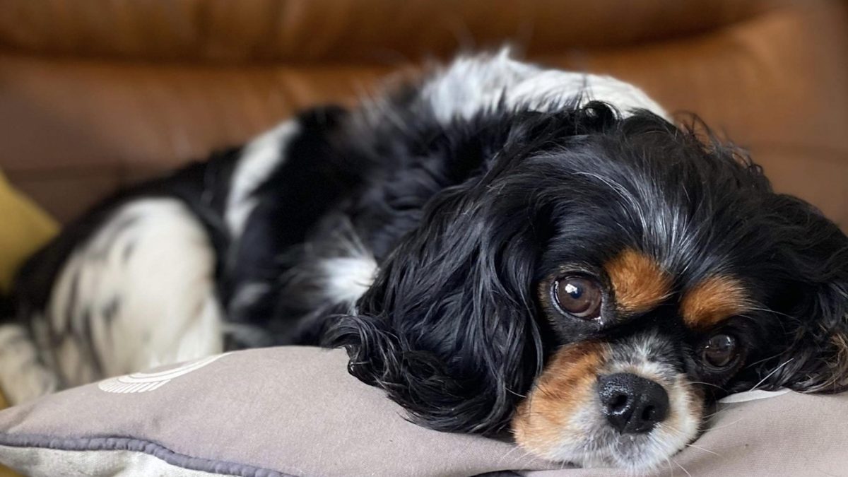 Pippa Tricolour Cavalier King Charles Spaniel