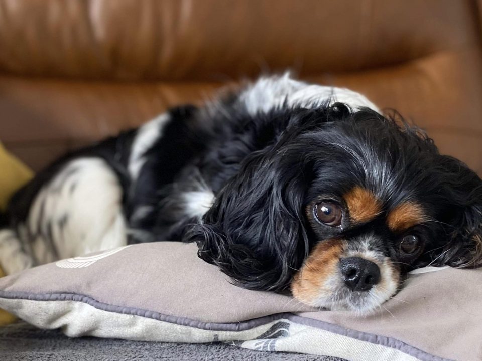 Pippa Tricolour Cavalier King Charles Spaniel