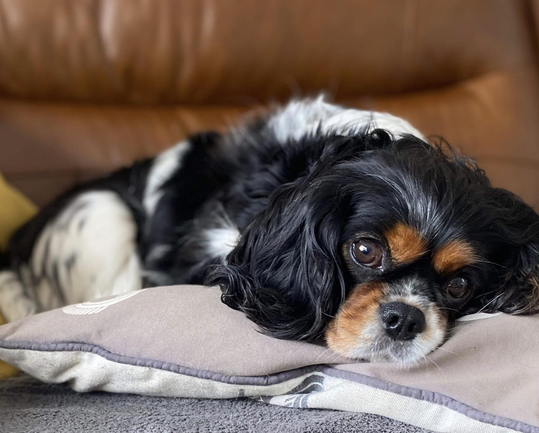 Pippa Tricolour Cavalier King Charles Spaniel