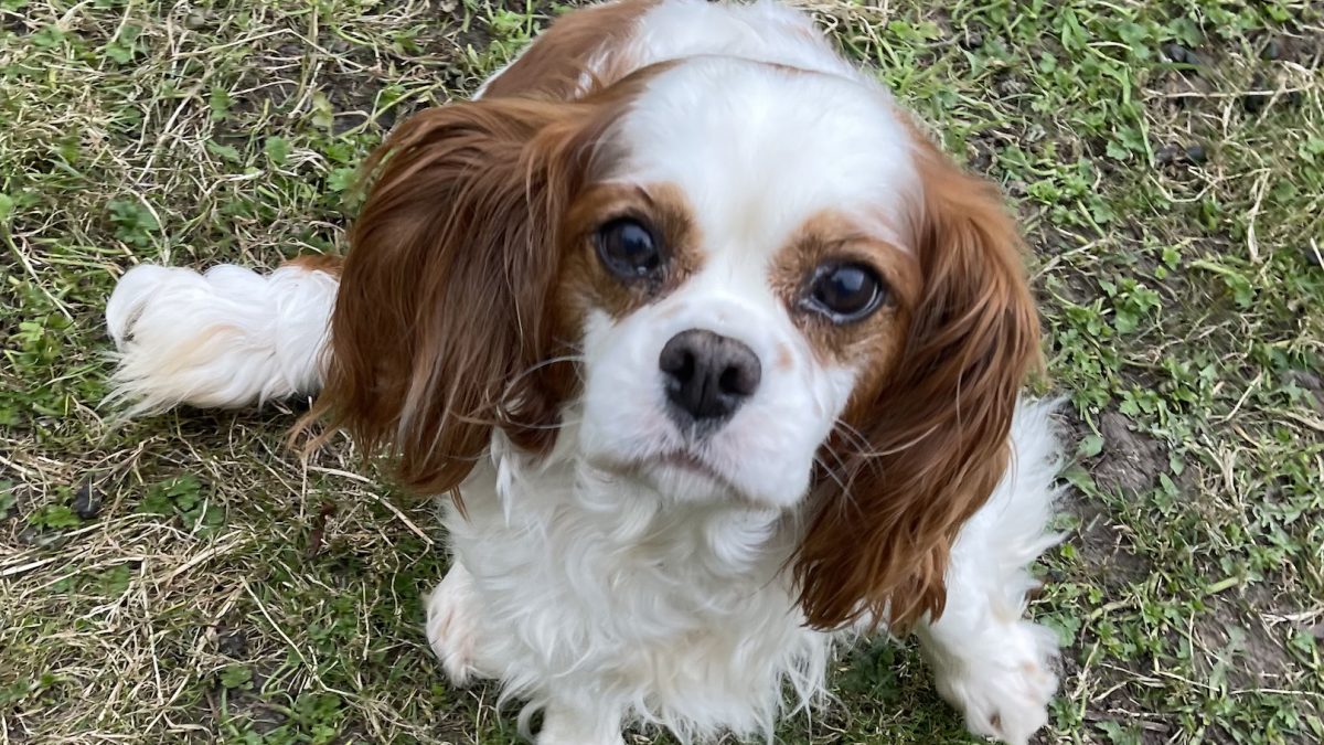 Aggie Blenheim Cavalier King Charles Spaniel