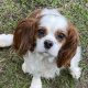 Aggie Blenheim Cavalier King Charles Spaniel