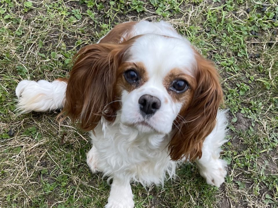 Aggie Blenheim Cavalier King Charles Spaniel