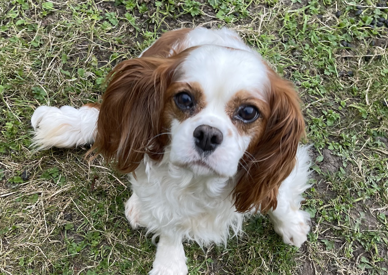 Aggie Blenheim Cavalier King Charles Spaniel