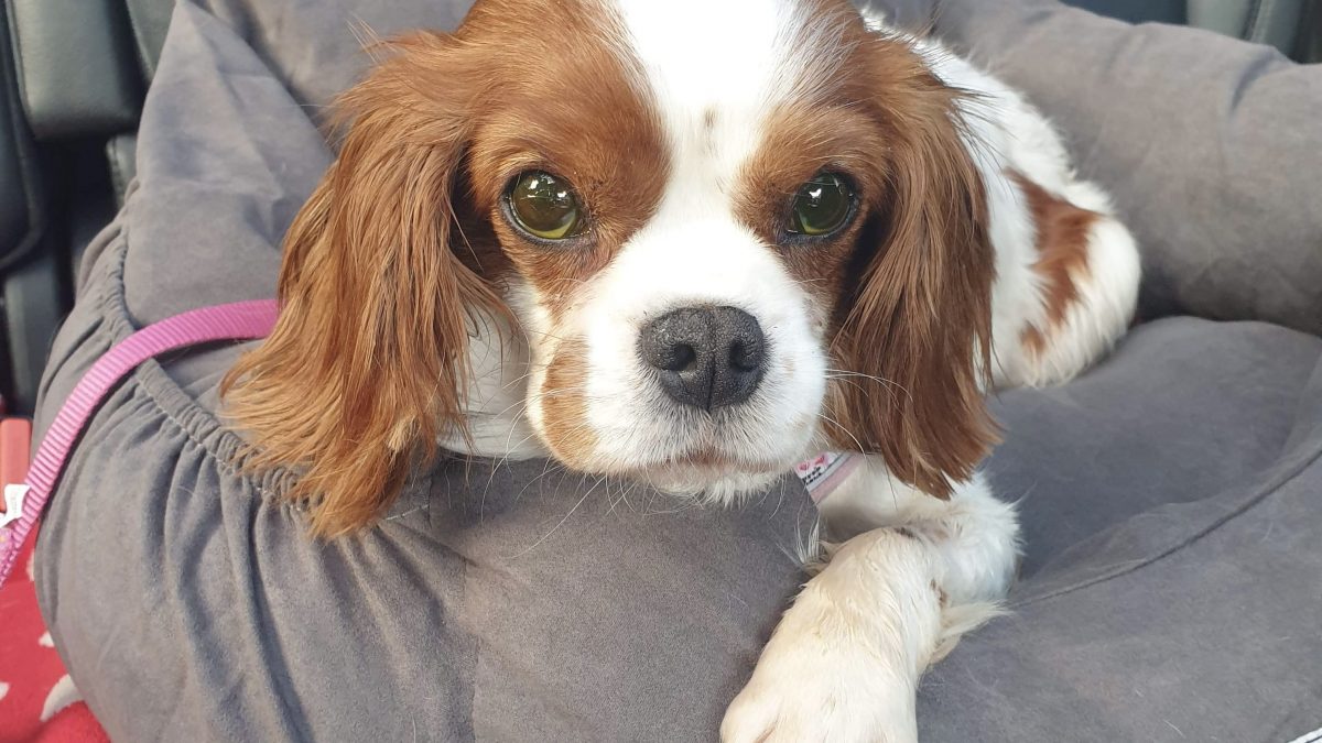 Fern Blenheim Cavalier King Charles