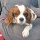 Fern Blenheim Cavalier King Charles