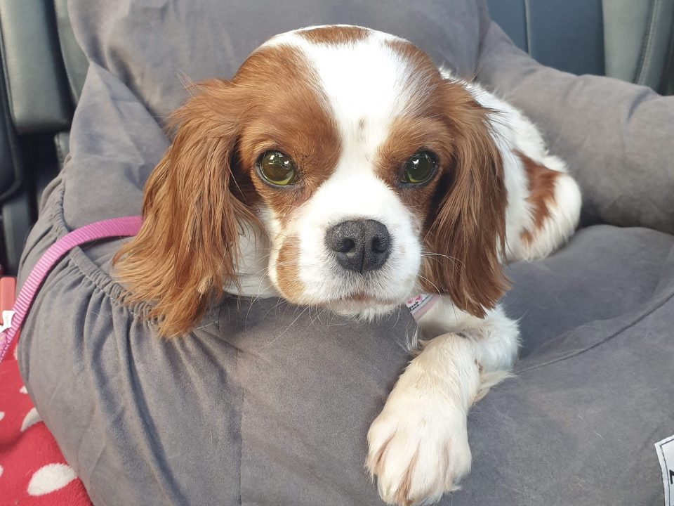 Fern Blenheim Cavalier King Charles