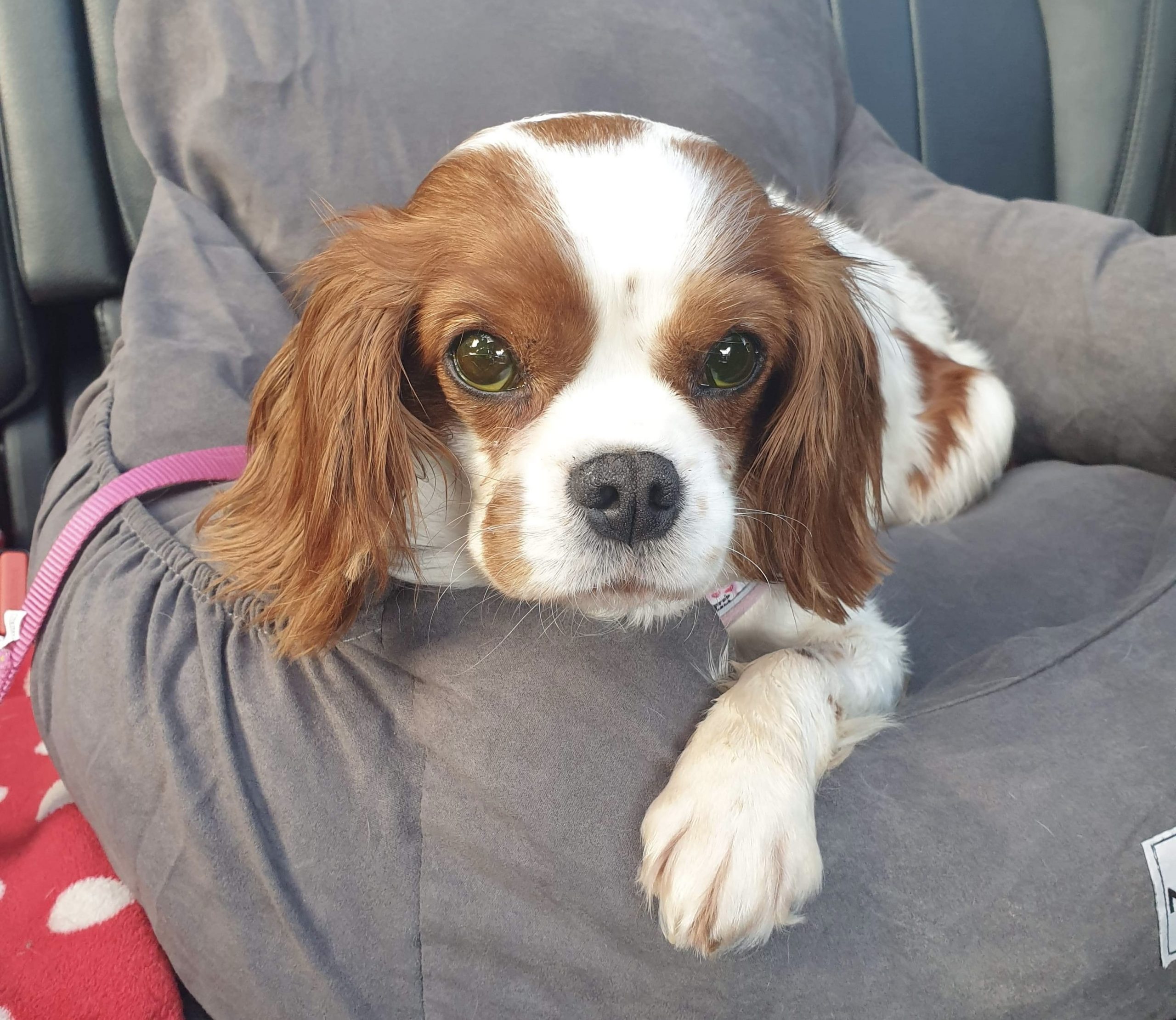 Fern Blenheim Cavalier King Charles