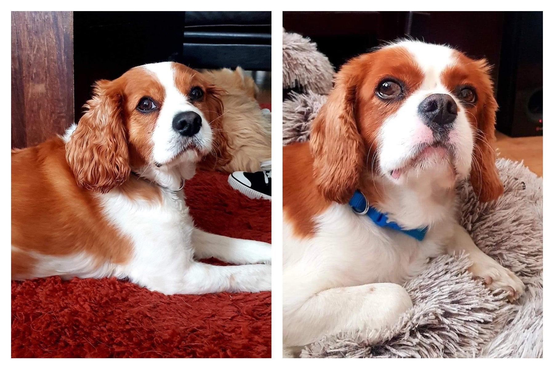 Toby and Bailey Blenheim Cavalier King Charles