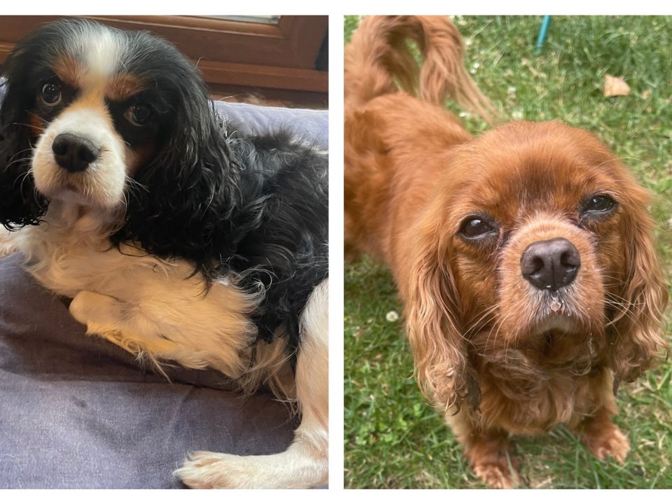 Louis and George Cavalier King Charles Spaniels