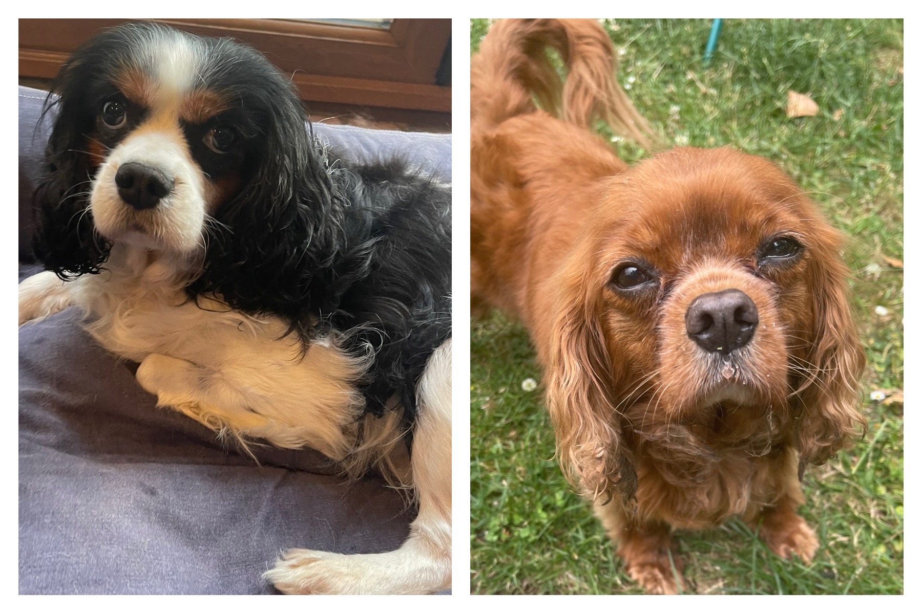 Louis and George Cavalier King Charles Spaniels