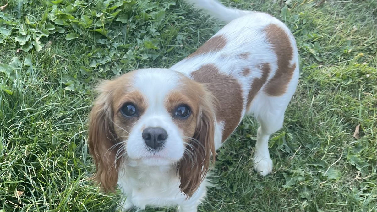 Heidi Blenheim Cavalier King Charles