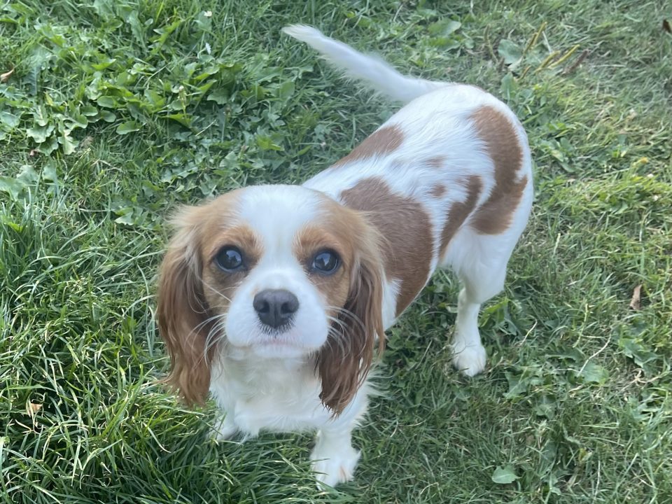 Heidi Blenheim Cavalier King Charles