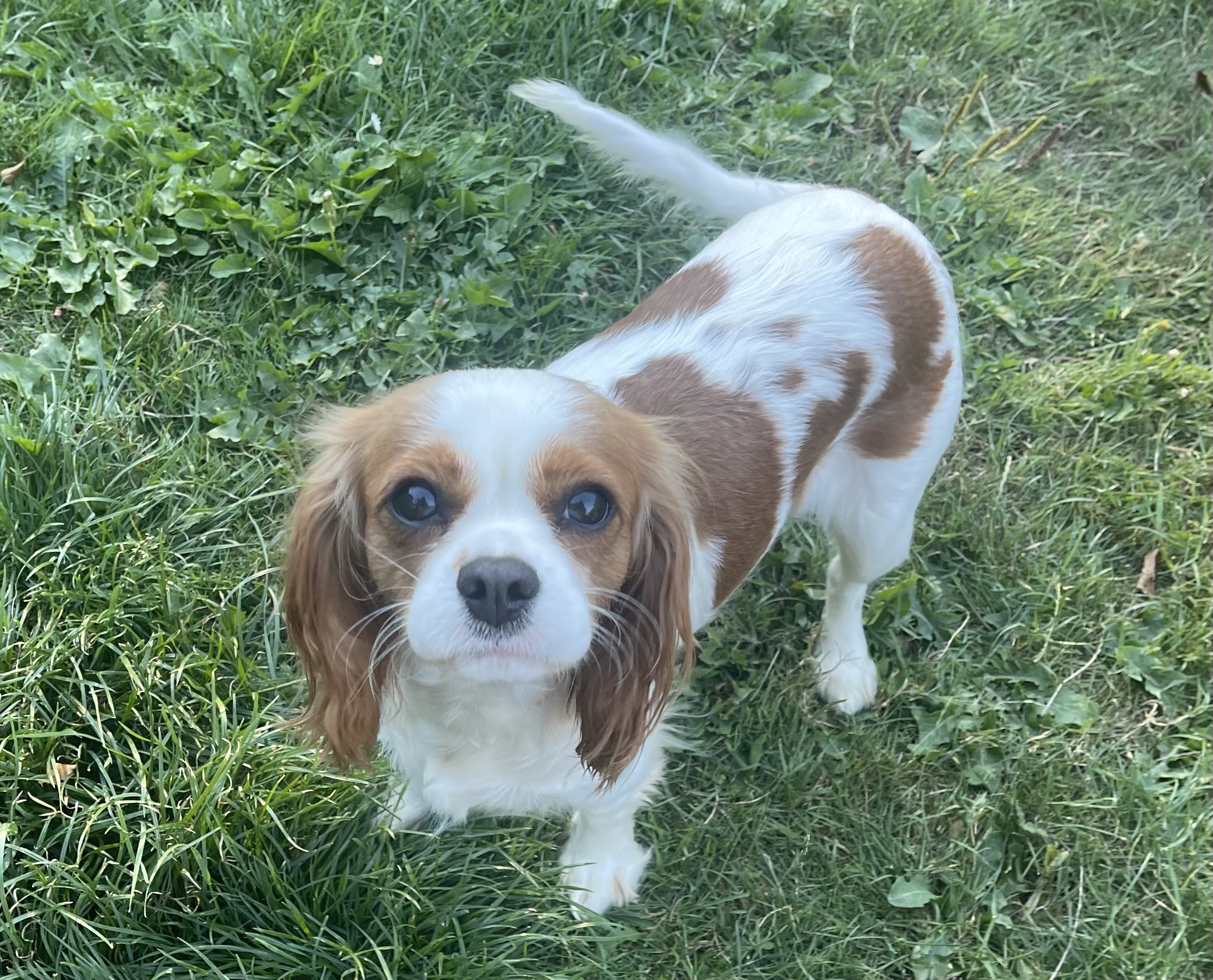 Heidi Blenheim Cavalier King Charles