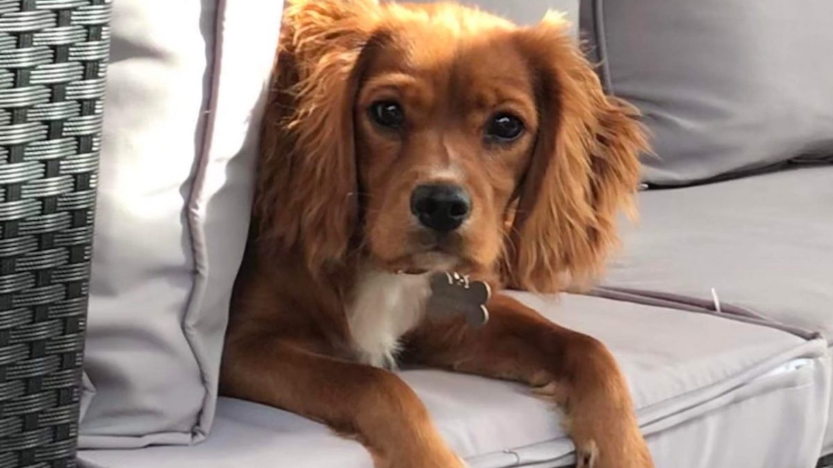 Honey Cavalier X Working Cocker Spaniel