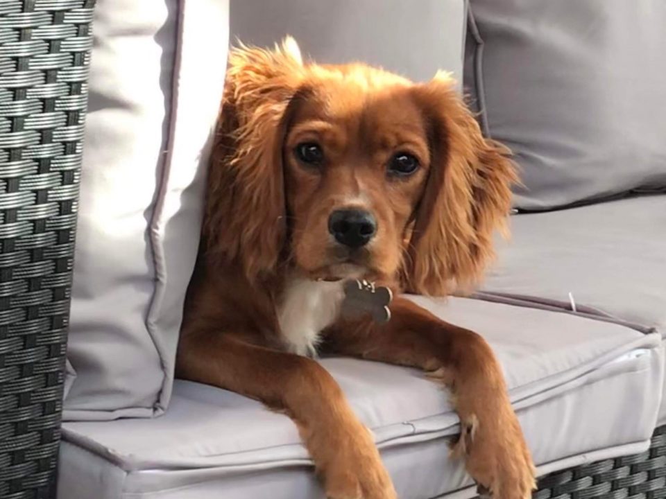 Honey Cavalier X Working Cocker Spaniel