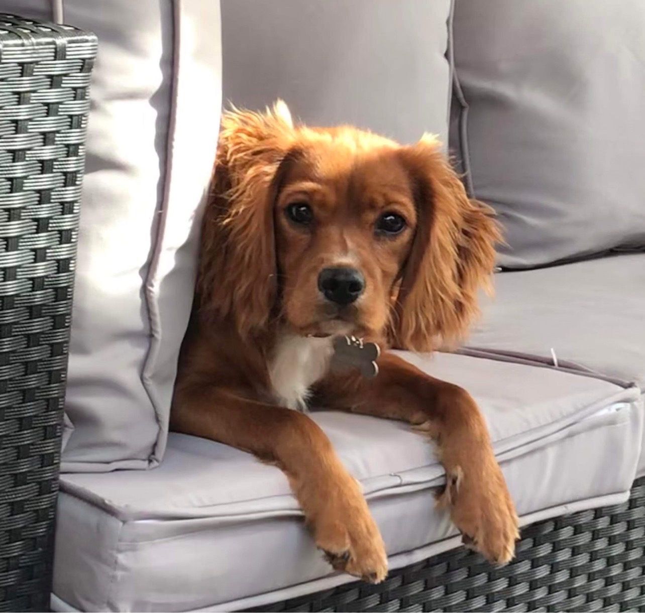 Honey Cavalier X Working Cocker Spaniel