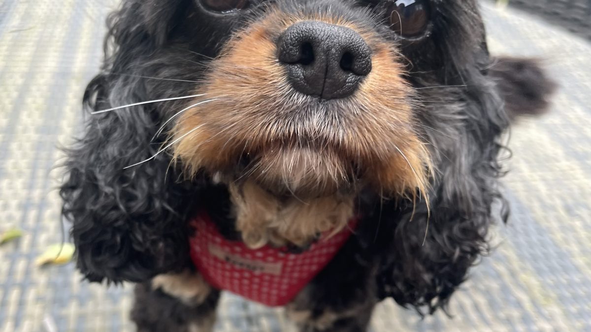 Hetty black and tan Cavalier King Charles Spaniel