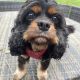 Hetty black and tan Cavalier King Charles Spaniel