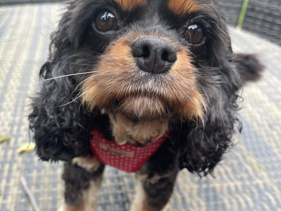 Hetty black and tan Cavalier King Charles Spaniel