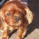 Bryn ruby Cavalier King Charles Spaniel