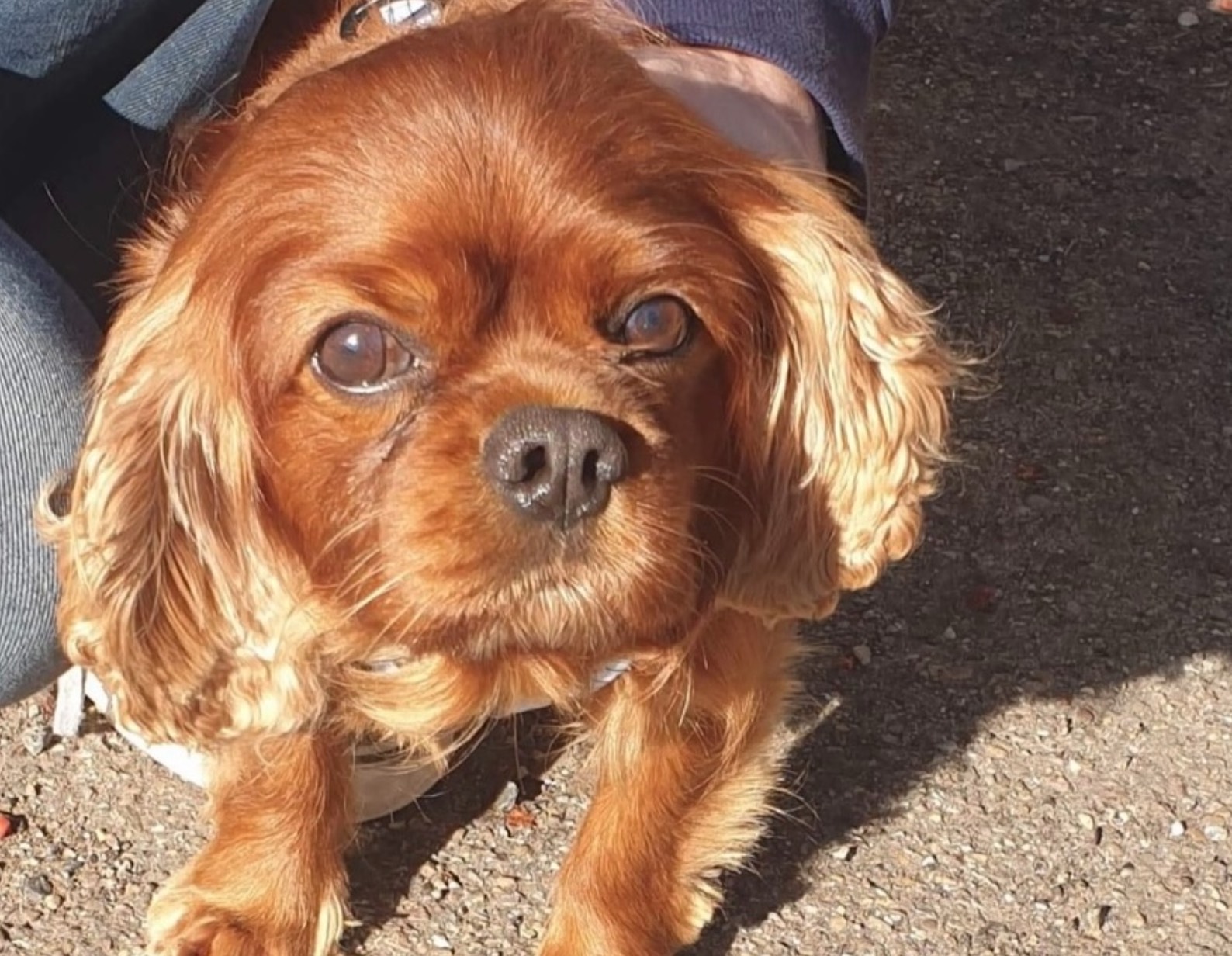 Bryn ruby Cavalier King Charles Spaniel