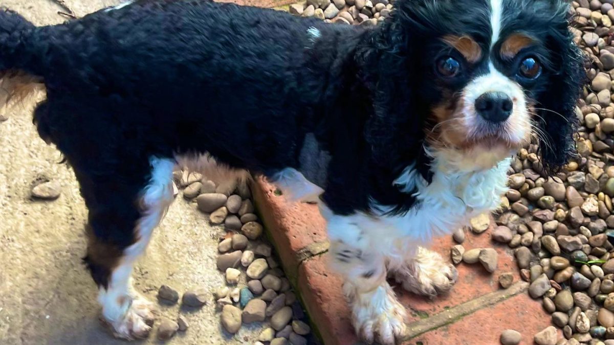 Hugo Tricolour Cavalier King Charles Spaniel