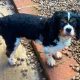 Hugo Tricolour Cavalier King Charles Spaniel