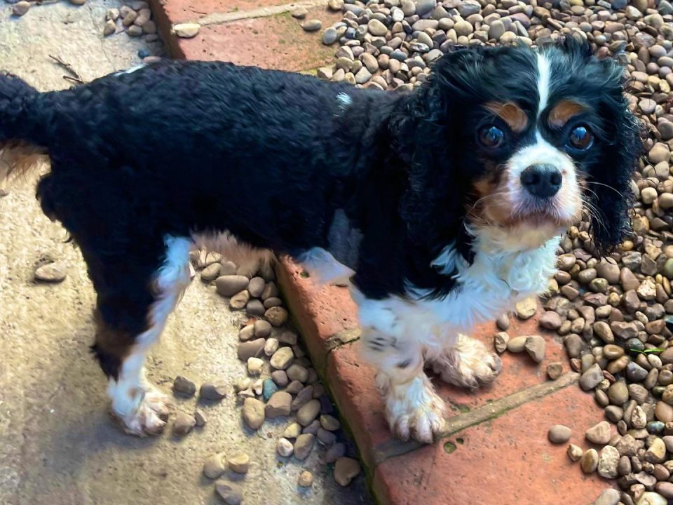 Hugo Tricolour Cavalier King Charles Spaniel