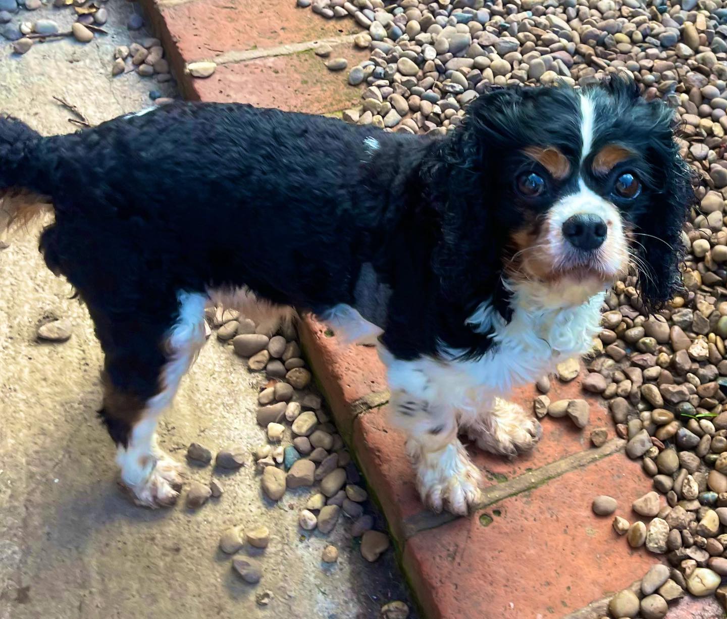 Hugo Tricolour Cavalier King Charles Spaniel