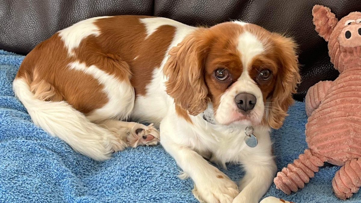 Holliie Blenheim Cavalier King Charles Spaniel