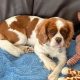 Holliie Blenheim Cavalier King Charles Spaniel