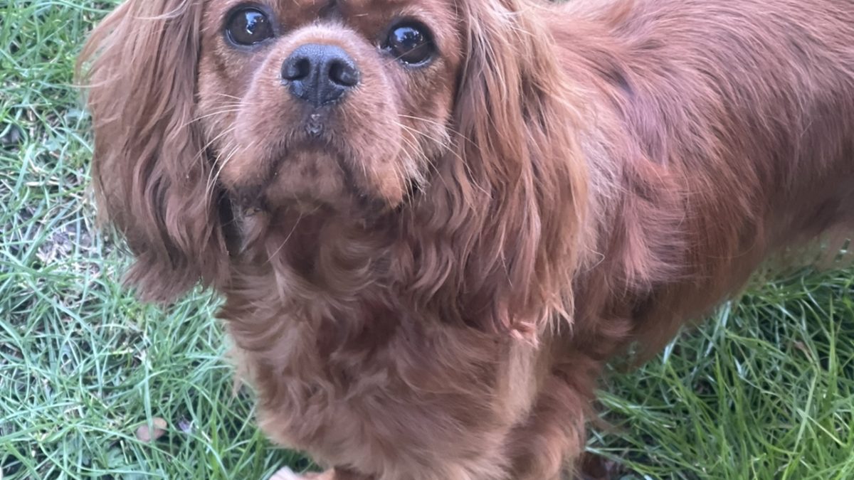 Brandy Cavalier King Charles Spaniel