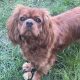 Brandy Cavalier King Charles Spaniel