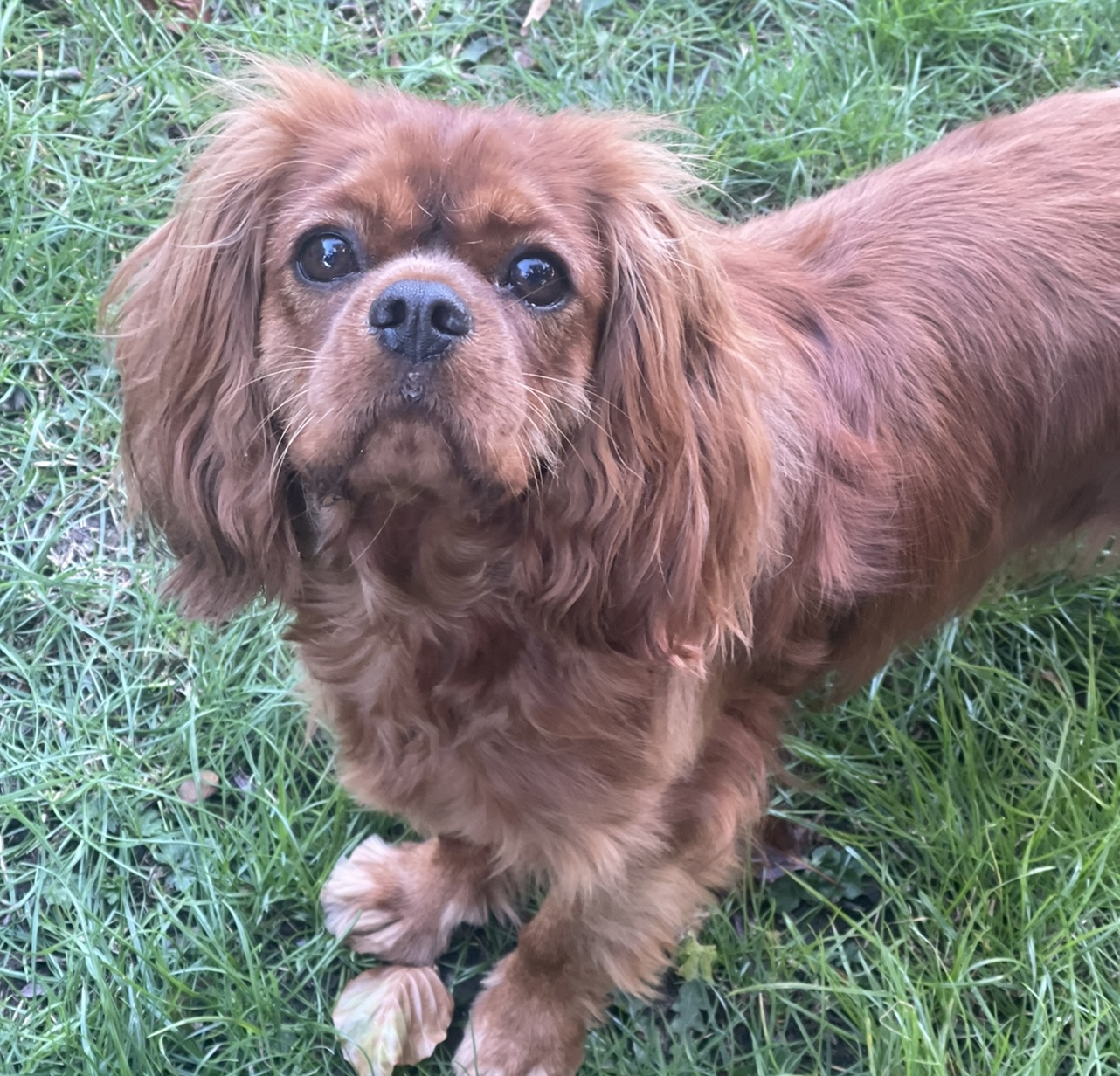 Brandy Cavalier King Charles Spaniel