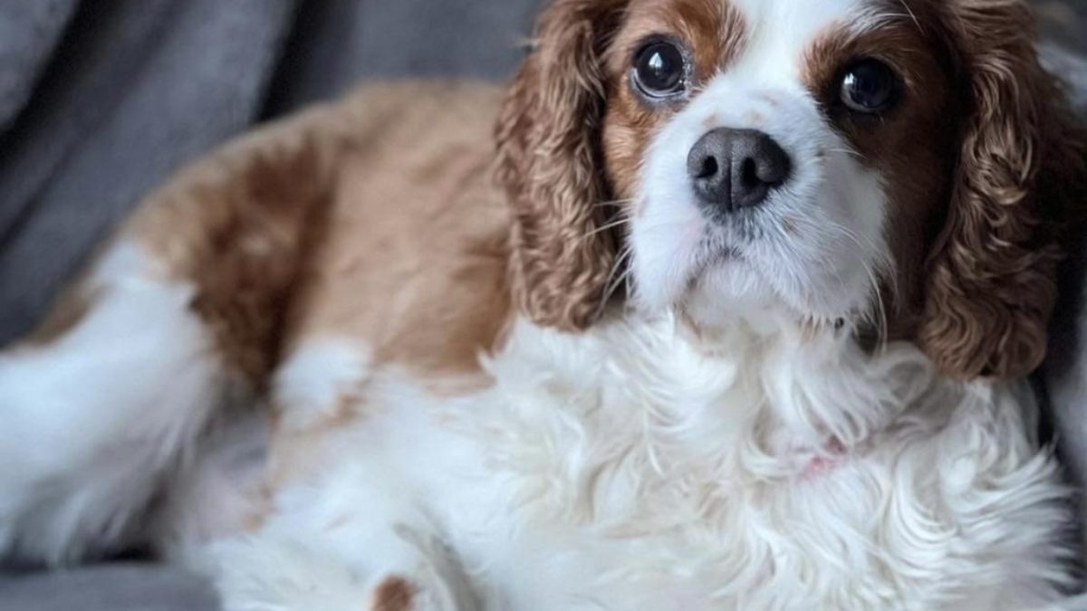 Max Blenheim Cavalier King Charles Spaniel